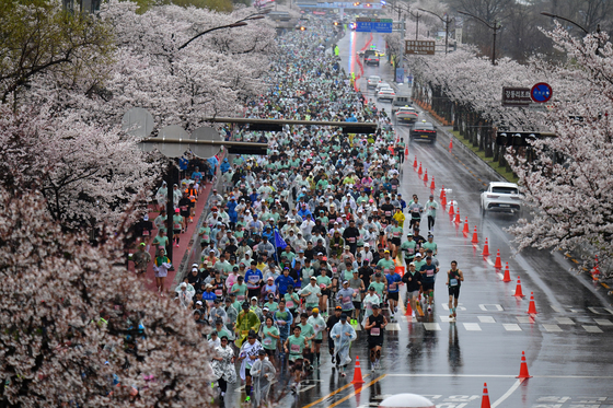 '벚꽃 속으로 달려'