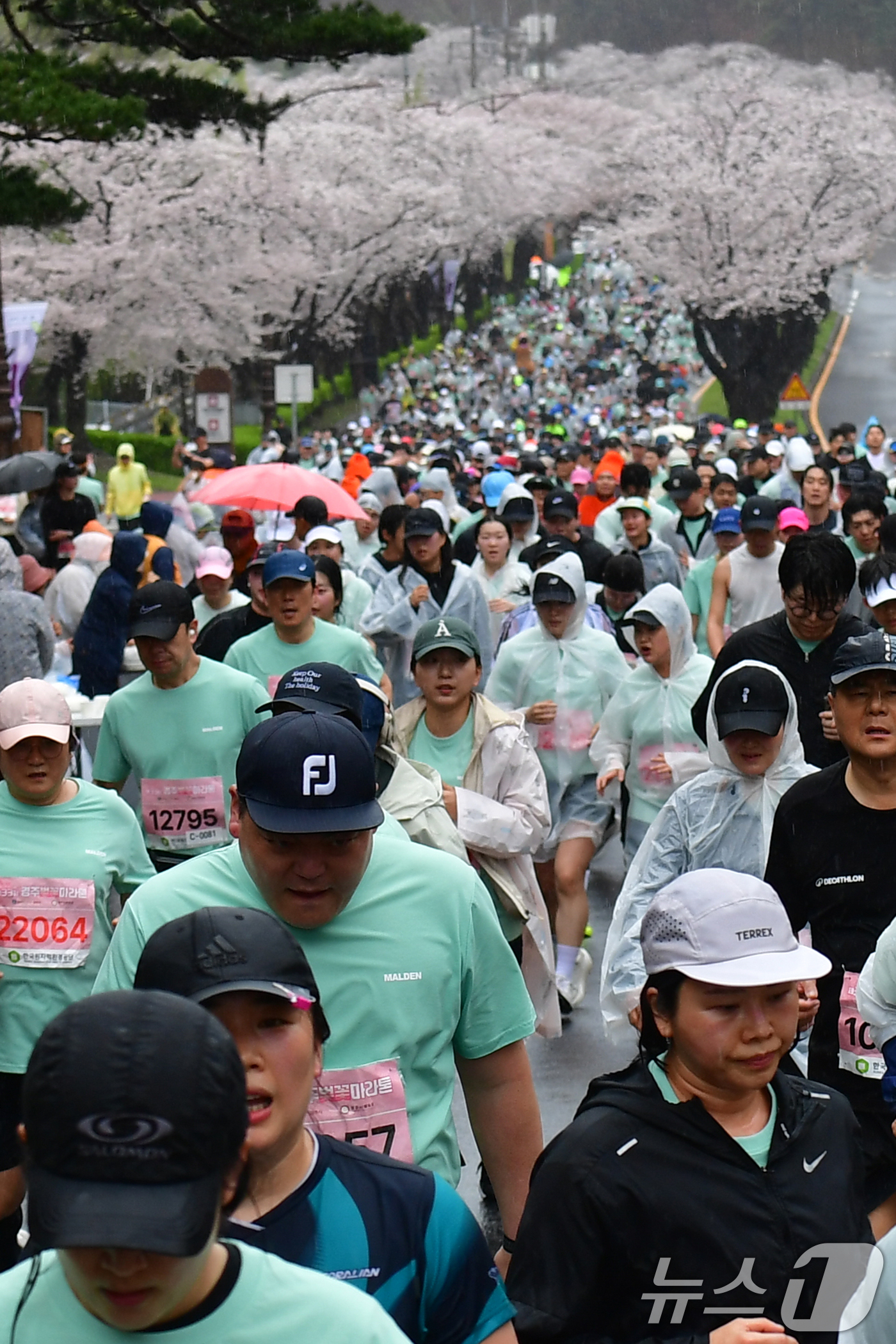 (경주=뉴스1) 최창호 기자 = 4일 경북 경주시 보문단지에서 열린 제33회 경주벚꽃미라톤 대회에서 참가자들이 벚꽃터널을 지나고 있다. 2026.4.4/뉴스1