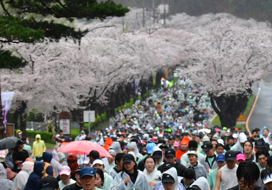 벚꽃 터널 속으로