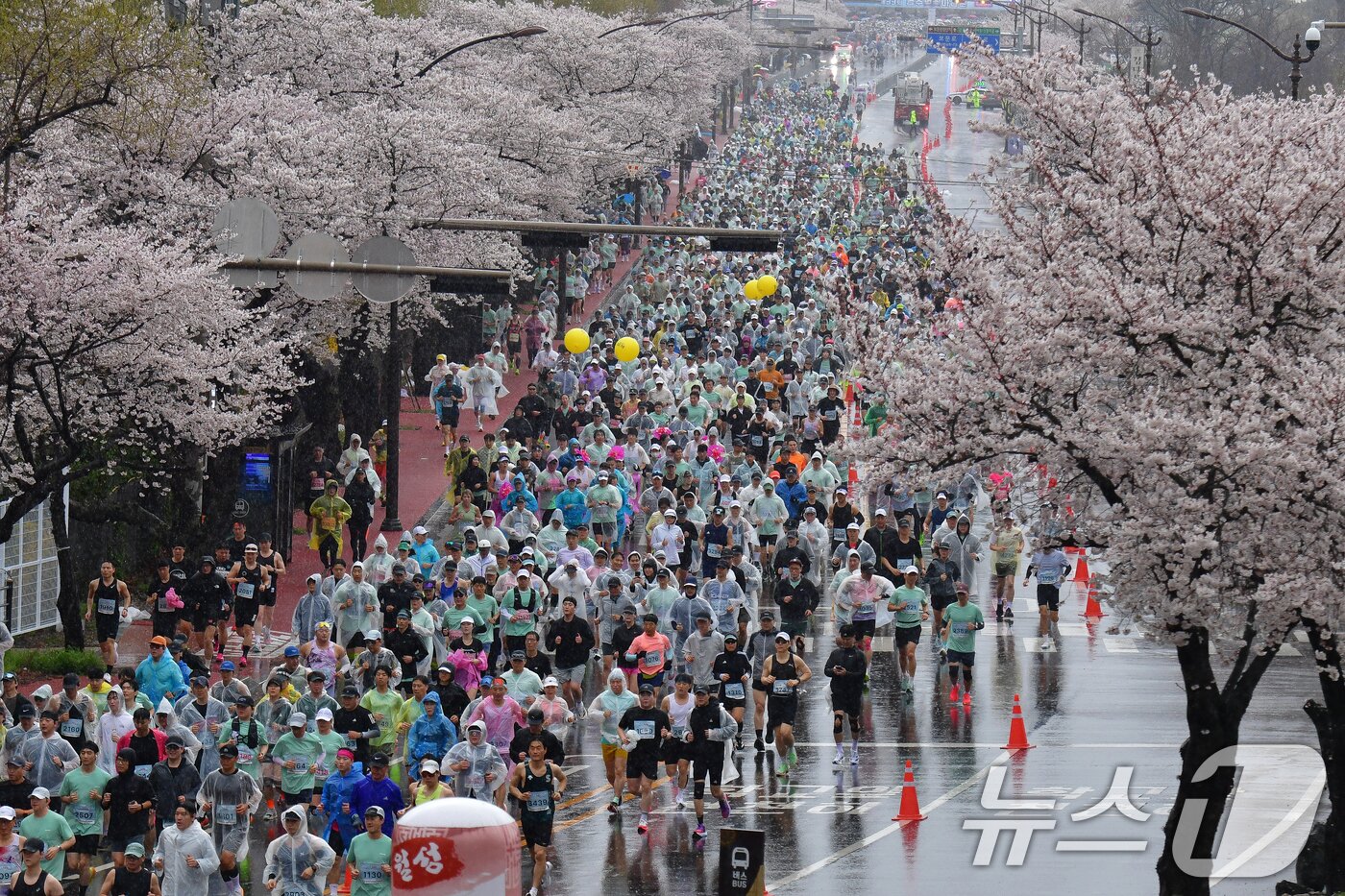 본문 이미지 - 4일 경북 경주시 보문단지에서 열린 제33회 경주벚꽃미라톤 대회에서 참가자들이 벛꽃 나무 아래로 달리고 있다. 2026.4.4 ⓒ 뉴스1 최창호 기자