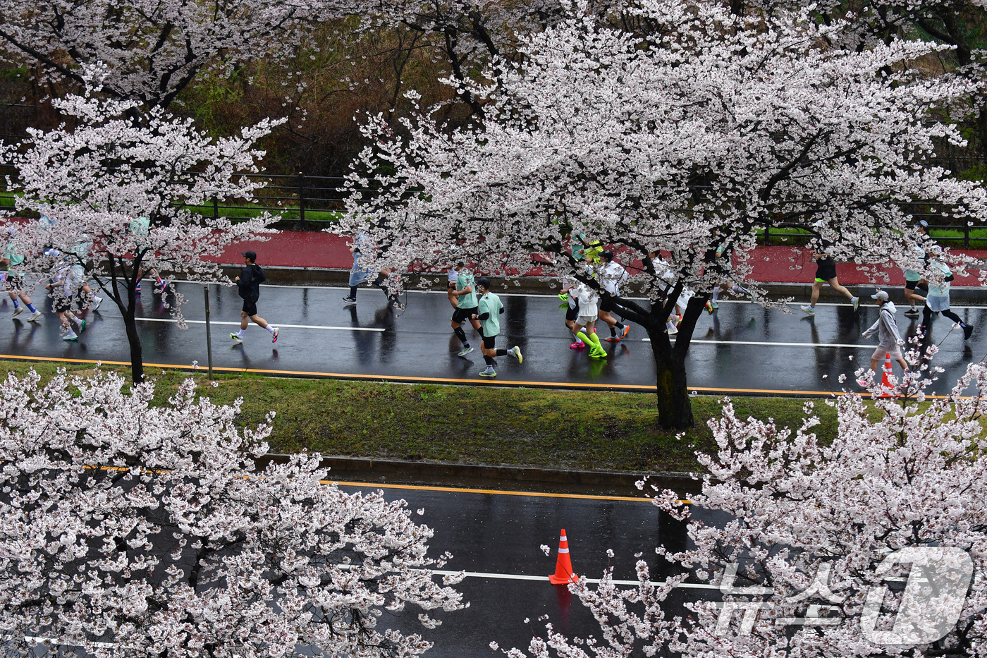 (경주=뉴스1) 최창호 기자 = 4일 경북 경주시 보문단지에서 열린 제33회 경주벚꽃미라톤 대회에서 참가자들이 출발 신호에 맞춰 힘차게 달리고 있다. 2026.4.4/뉴스1