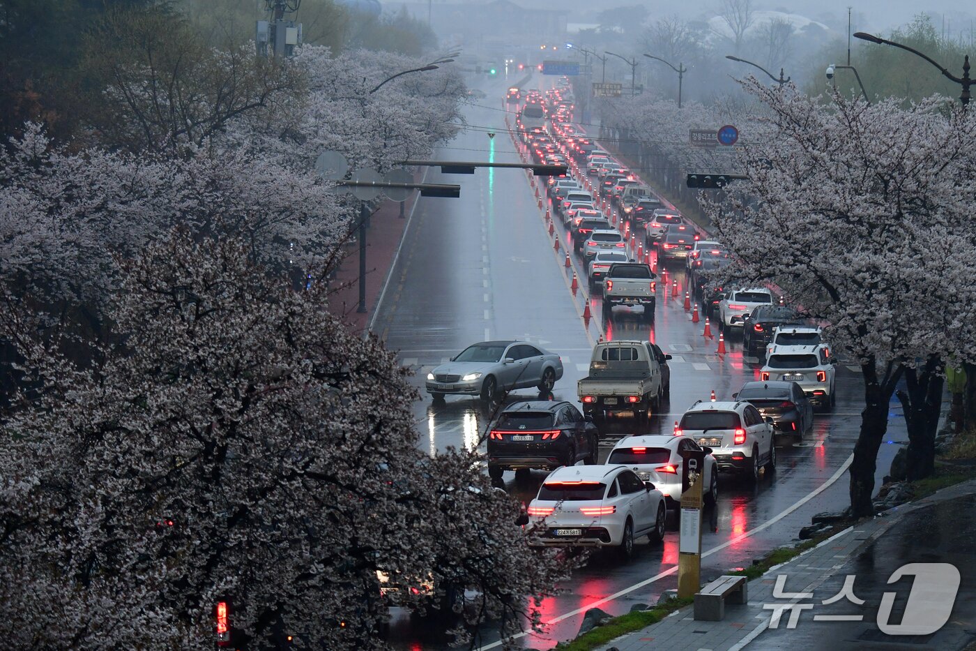 본문 이미지 -  4일 경북 경주시 보문단지 도로가 제33회 경주벚꽃미라톤 대회 참가자들이 타고 온 차량들로 붐비고 있다. 2026.4.4 ⓒ 뉴스1 최창호 기자