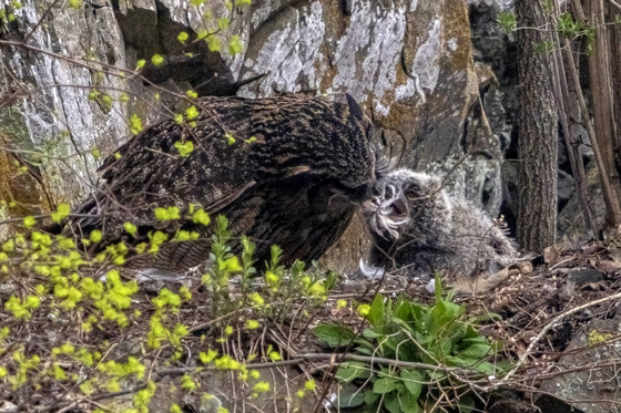먹잇감 받아먹는 수리부엉이 유조