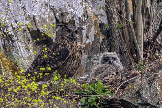 주변 살피는 수리부엉이