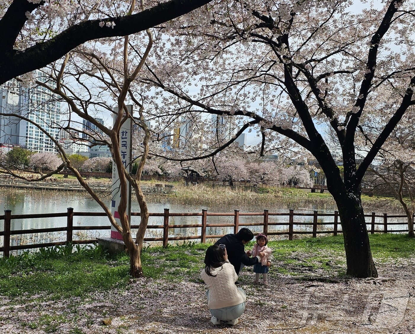 본문 이미지 - 비가 그친 4일 벚꽃이 만개한 광주 서구 운천저수지에서 시민들이 봄나들이를 즐기고 있다. 2026.4.4 ⓒ 뉴스1 최성국 기자