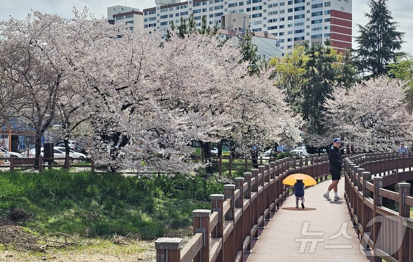 본문 이미지 - 비가 그친 4일 벚꽃이 만개한 광주 서구 운천저수지에서 아이가 산책길을 걷고 있다. 2026.4.4 ⓒ 뉴스1 최성국 기자