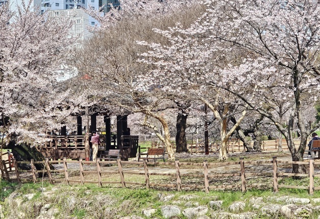 비 그친 광주, 비바람 견딘 벚꽃에 운천저수지 봄나들이 행렬