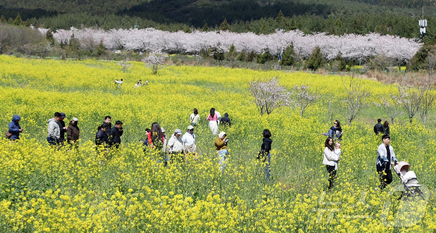 본문 이미지 - 4일 오전 제주 서귀포시 표선면 가시리에서 열린 제43회 서귀포유채꽃축제에서 상춘객들이 봄기운을 만끽하고 있다. 2026.4.4 ⓒ 뉴스1 오미란 기자