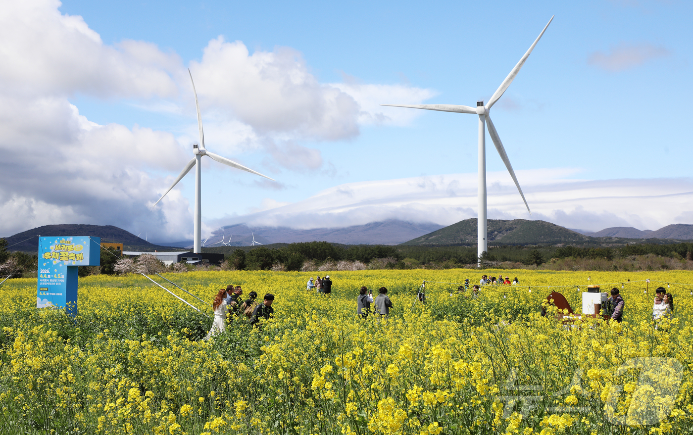 (서귀포=뉴스1) 오미란 기자 = 4일 오전 제주 서귀포시 표선면 가시리에서 열린 제43회 서귀포유채꽃축제에서 시민들이 봄기운을 만끽하고 있다. 2026.4.4/뉴스1