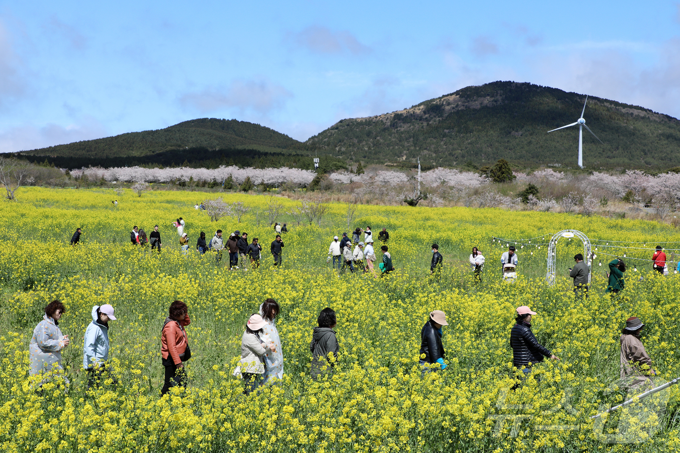 (서귀포=뉴스1) 오미란 기자 = 4일 오전 제주 서귀포시 표선면 가시리에서 열린 제43회 서귀포유채꽃축제에서 시민들이 봄기운을 만끽하고 있다. 2026.4.4/뉴스1