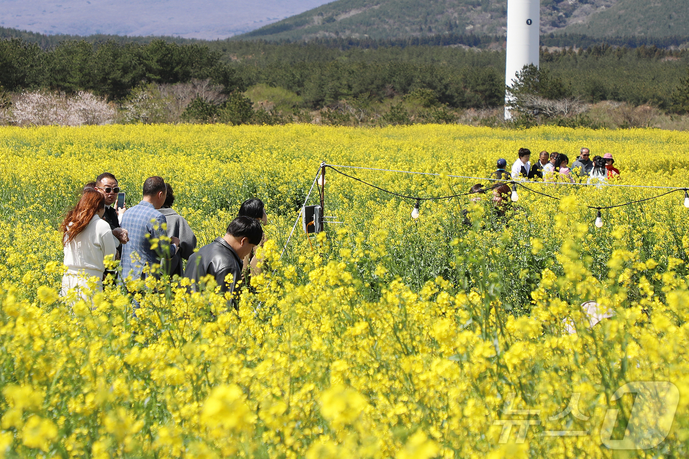 (서귀포=뉴스1) 오미란 기자 = 4일 오전 제주 서귀포시 표선면 가시리에서 열린 제43회 서귀포유채꽃축제에서 시민들이 봄기운을 만끽하고 있다. 2026.4.4/뉴스1