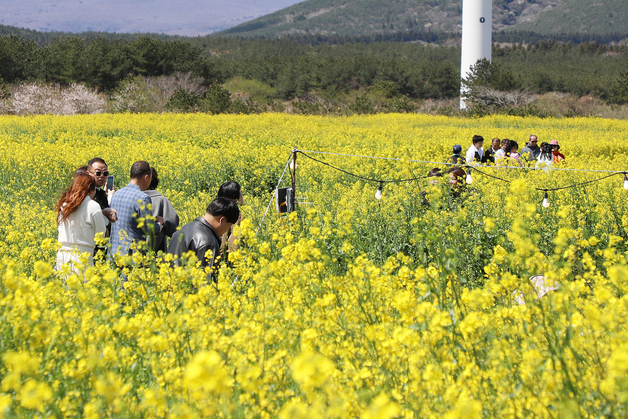 '유채꽃 사이로'