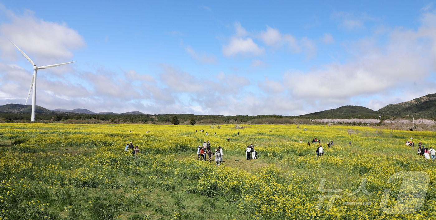 (서귀포=뉴스1) 오미란 기자 = 4일 오전 제주 서귀포시 표선면 가시리에서 열린 제43회 서귀포유채꽃축제에서 시민들이 봄기운을 만끽하고 있다. 2026.4.4/뉴스1