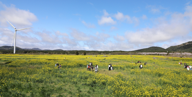 '가득 핀 유채꽃'