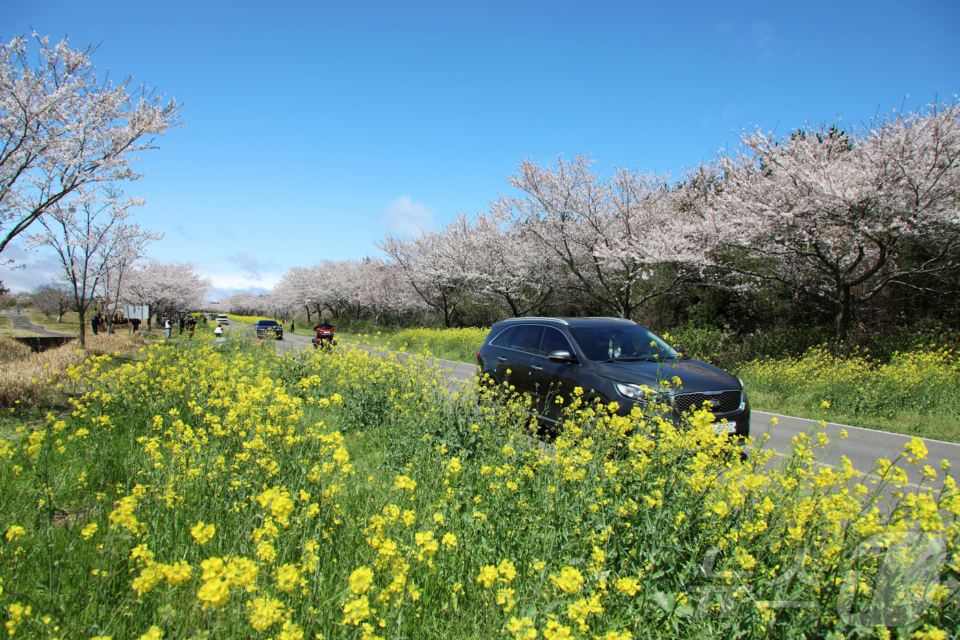 (서귀포=뉴스1) 오미란 기자 = 4일 오전 제주 서귀포시 표선면 가시리에서 제43회 서귀포유채꽃축제가 열리고 있다. 2026.4.4/뉴스1