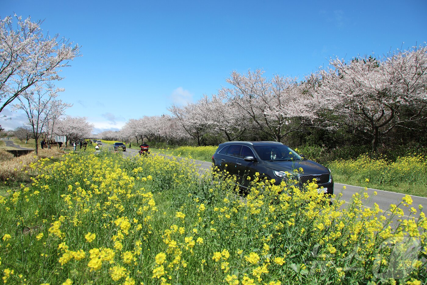 본문 이미지 - 4일 오전 제주 서귀포시 표선면 가시리에서 제43회 서귀포유채꽃축제가 열리고 있다. 2026.4.4 ⓒ 뉴스1 오미란 기자