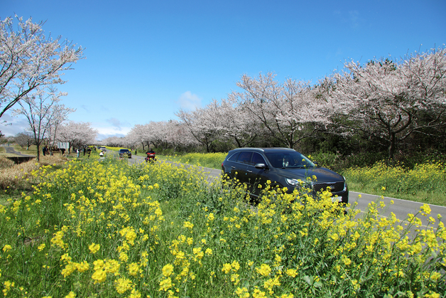 벚꽃·유채꽃 가로지르며