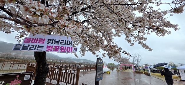 '벚꽃 절정' 주말 오전부터 내린 비로 경북 축제장 비교적 '한산'