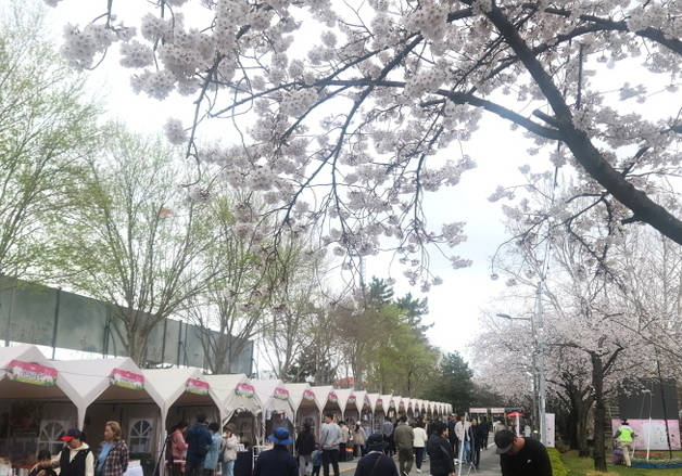 "활짝 핀 벚꽃 너무 예뻐요" 궂은 날씨에도 '김제꽃빛드리축제' 북적
