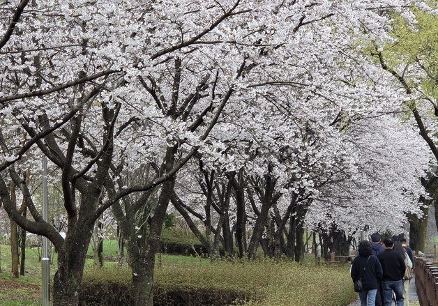 "꽃잎 다 떨어지기 전에"…빗속에도 벚꽃 명소 곳곳 상춘객 발걸음