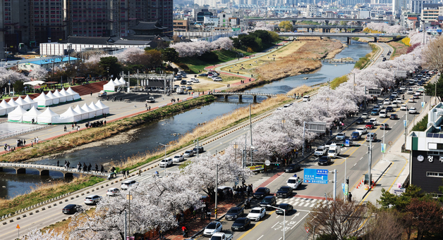 충북 곳곳 야속한 봄비…우산 쓰고 연분홍빛 벚꽃 나들이