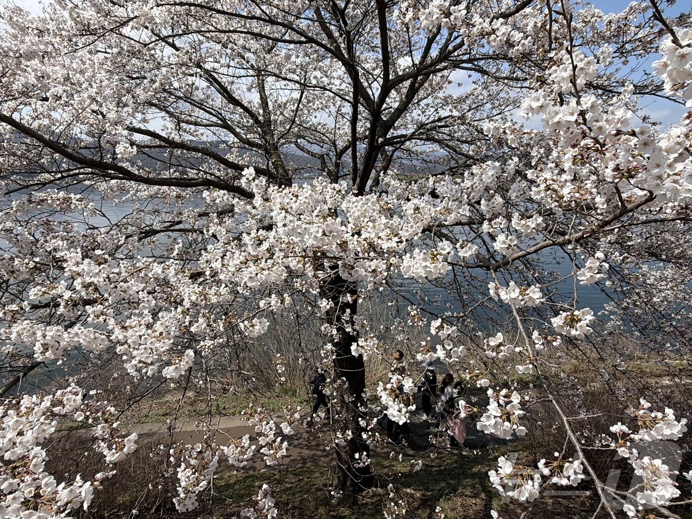 본문 이미지 - 4일 오후 강원 춘천 공지천 일대에서 시민들이 만개한 벚꽃길을 걸으며 봄 기운을 만끽 하고 있다. ⓒ 뉴스1 한귀섭 기자