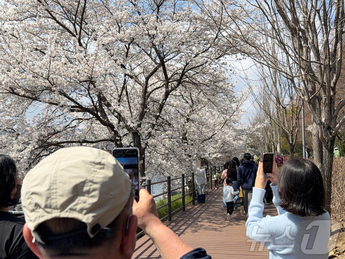본문 이미지 - 4일 오후 강원 춘천 공지천 일대에서 시민들이 만개한 벚꽃 앞에서 사진 촬영을 하고 있다. ⓒ 뉴스1 한귀섭 기자