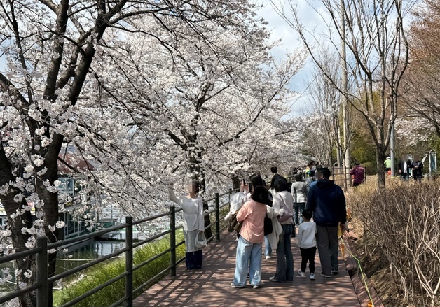 '벚꽃이 활짝' 강원 주요 벚꽃길 나들이객들로 북적