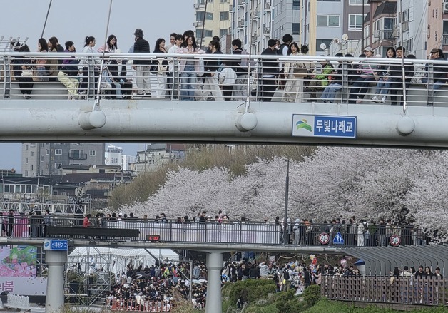 벚꽃엔딩 전 즐기러…서울 불광천 벚꽃축제에 모인 상춘객