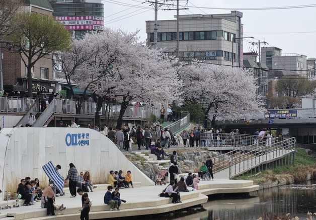 서울 불광천 벚꽃축제에 모인 상춘객