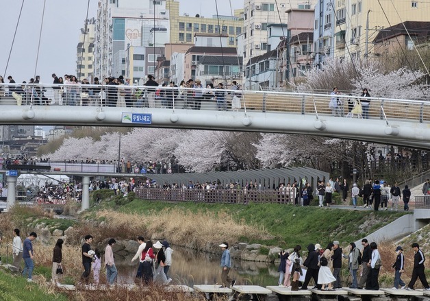 벚꽃엔딩 전 즐기러…서울 불광천 벚꽃축제에 모인 상춘객