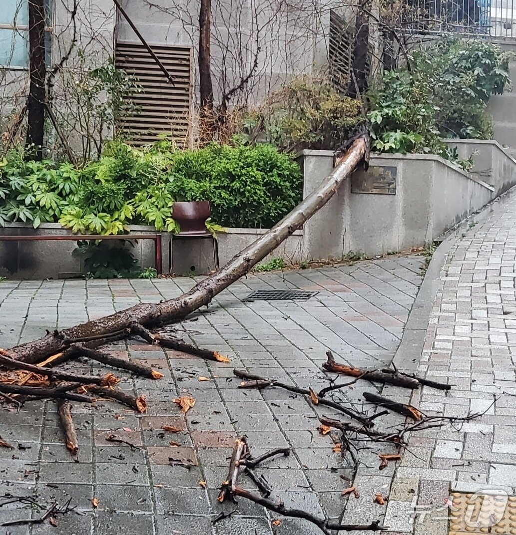 본문 이미지 - 4일 강풍에 넘어진 나무 (소방 제공. 재판매 및 DB금지)