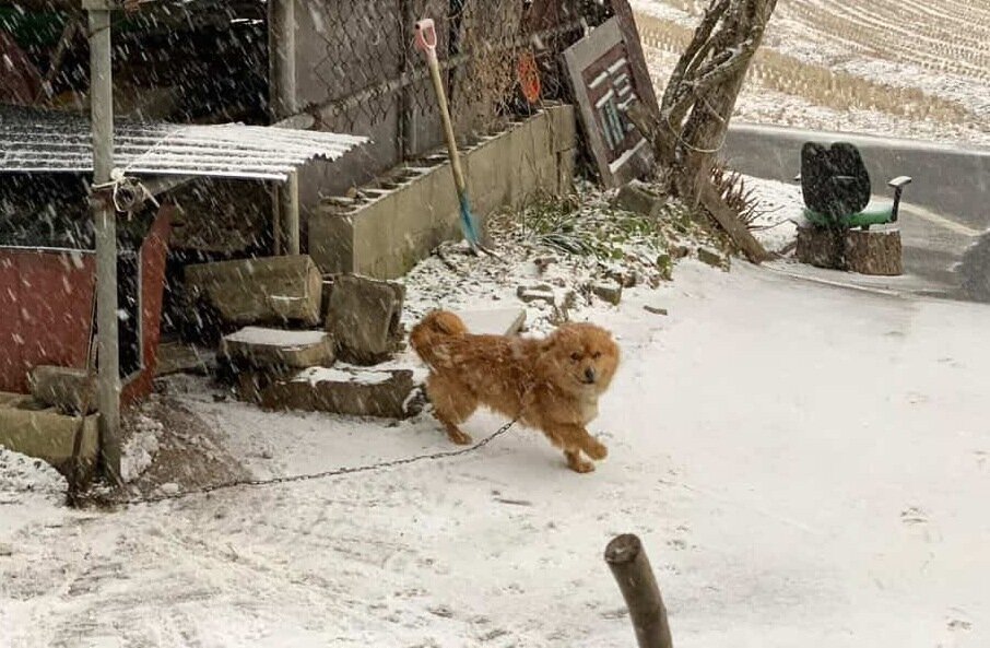 본문 이미지 - 구달 씨 할아버지와 시골에서 7년 간 살았던 '똘이'(인스타그램 kim_ddori__ 제공). ⓒ 뉴스1