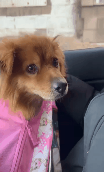 본문 이미지 - 시골 집에서 떠나던 날 똘이(인스타그램 kim_ddori__ 제공) ⓒ 뉴스1