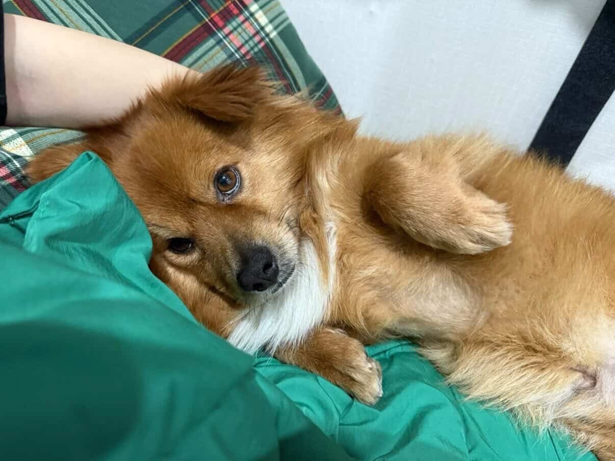 본문 이미지 - 누나와 함께라 행복한 '똘이'(인스타그램 kim_ddori__ 제공). ⓒ 뉴스1