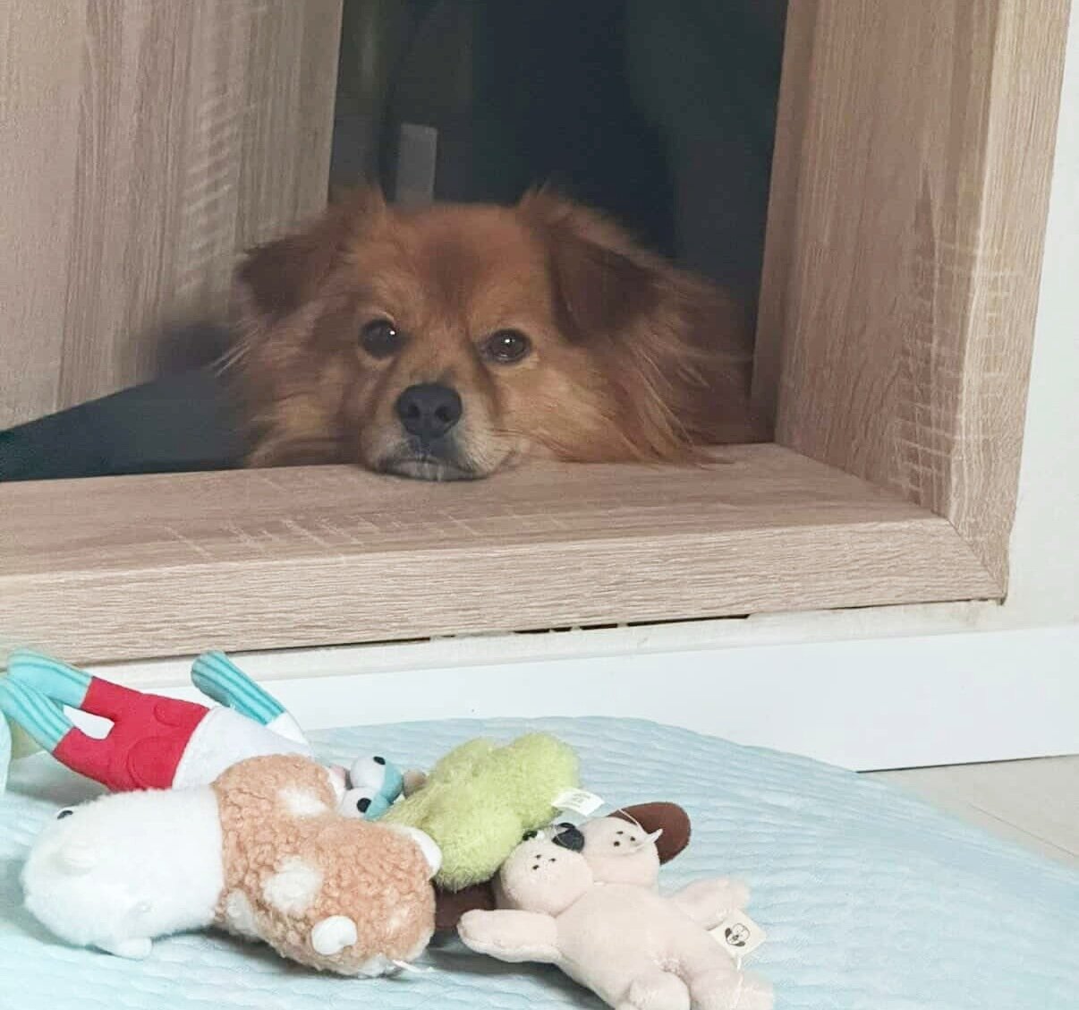 본문 이미지 - 구달 씨와 서울 4평 원룸에서 함께 살게 된 똘이(인스타그램 kim_ddori__ 제공) ⓒ 뉴스1