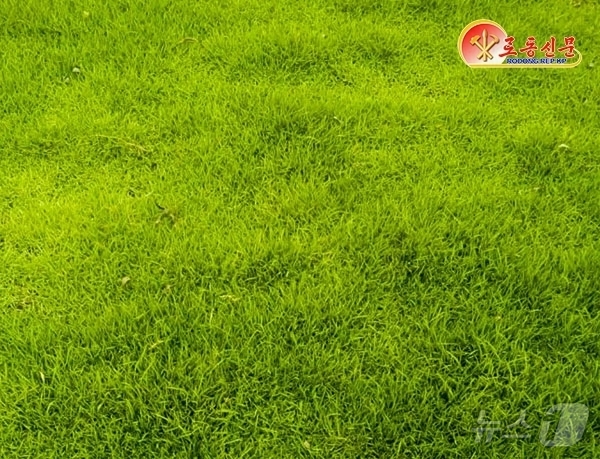 (평양 노동신문=뉴스1) = 북한 노동당 기관지 노동신문은 5일 금잔디 '평양5'호를 소개하며 "피복밀도와 균일성이 높고 치밀한 잔디떼를 형성하며 잡초 침입에 대한 억제 능력이 강 …