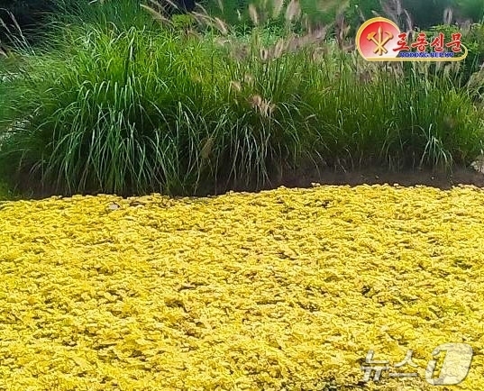 (평양 노동신문=뉴스1) = 북한 노동당 기관지 노동신문은 5일 돈꽃꼬리풀 '노란색'을 소개했다. 신문은 이 품종이 "추위 견딜성과 고온 견딜성이 강하다"며 "다른 식물들과 배합하 …