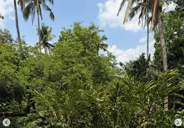 산다라박, 필리핀서 과감 비키니 자태…탄탄 뒤태 [N샷]