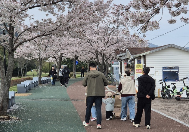 비바람 견딘 벚꽃에 상춘객도 활짝…태화강국가정원, 아침부터 북적