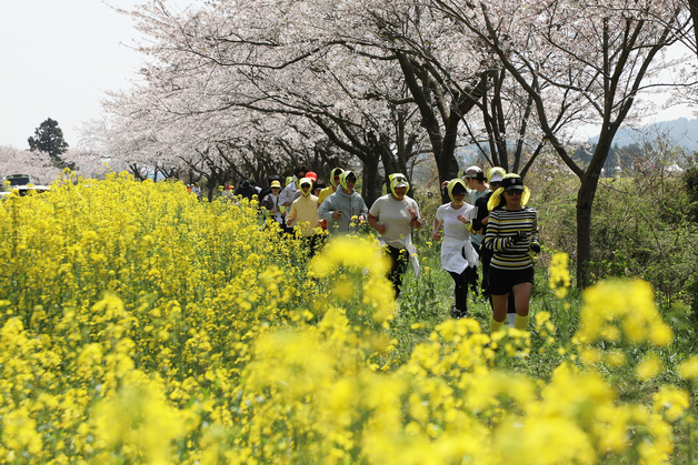 "벚꽃·유채꽃길서 걷고 뛰고 맛보고"…섬 전체가 축제로 들썩