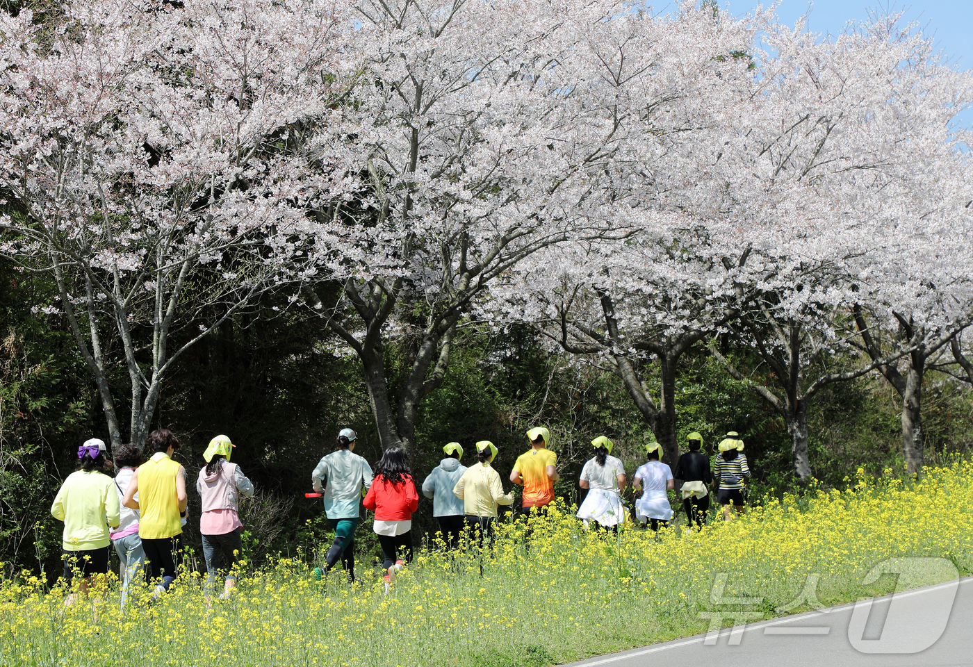 (서귀포=뉴스1) 오미란 기자 = 제43회 서귀포유채꽃축제가 열리고 있는 5일 오전 제주 서귀포시 표선면 가시리 녹산로에서 \'유채 옐로우 런(Yellow Run)\'이 펼쳐지고 …
