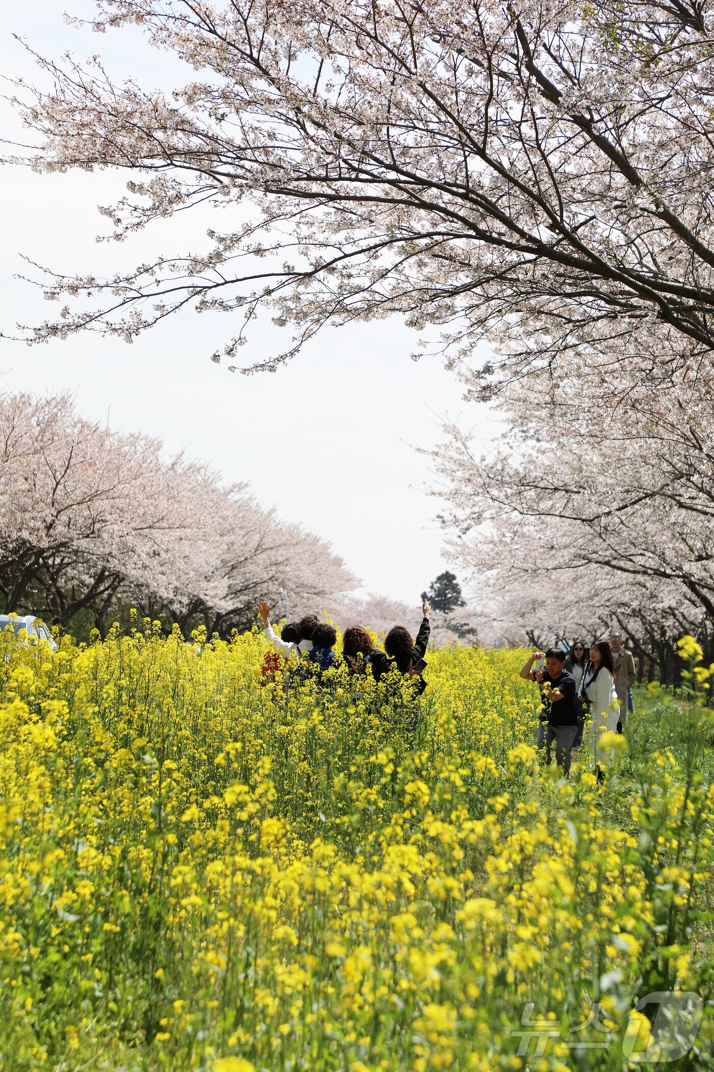 본문 이미지 - 제43회 서귀포유채꽃축제가 열리고 있는 5일 오전 제주 서귀포시 표선면 가시리 녹산로에서 상춘객들이 봄을 만끽하고 있다. 2026.4.5 ⓒ 뉴스1 오미란 기자