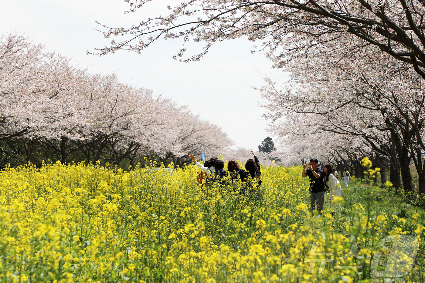 (서귀포=뉴스1) 오미란 기자 = 제43회 서귀포유채꽃축제가 열리고 있는 5일 오전 제주 서귀포시 표선면 가시리 녹산로에서 상춘객들이 봄을 만끽하고 있다. 2026.4.5/뉴스1