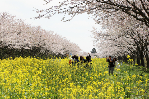 벚꽃·유채꽃으로 화려한 제주