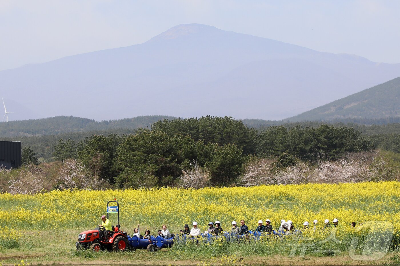 본문 이미지 - 제43회 서귀포유채꽃축제가 열리고 있는 5일 오전 제주 서귀포시 표선면 가시리 유채꽃 광장에서 상춘객들이 봄을 만끽하고 있다. 2026.4.5 ⓒ 뉴스1 오미란 기자