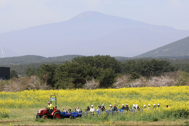한라산 앞 유채꽃 광장