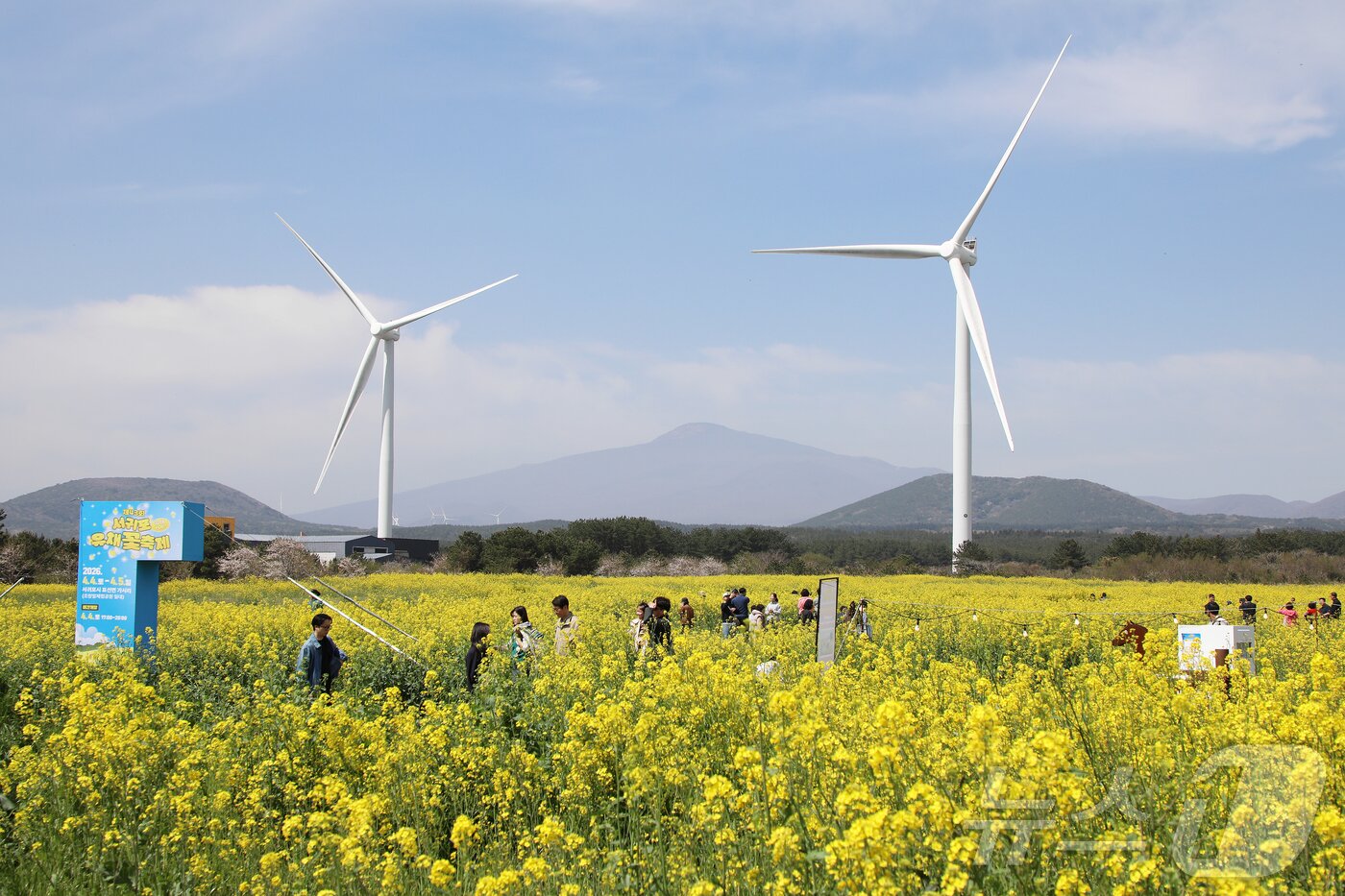 본문 이미지 - 제43회 서귀포유채꽃축제가 열리고 있는 5일 오전 제주 서귀포시 표선면 가시리 유채꽃 광장에서 상춘객들이 봄을 만끽하고 있다. 2026.4.5 ⓒ 뉴스1 오미란 기자