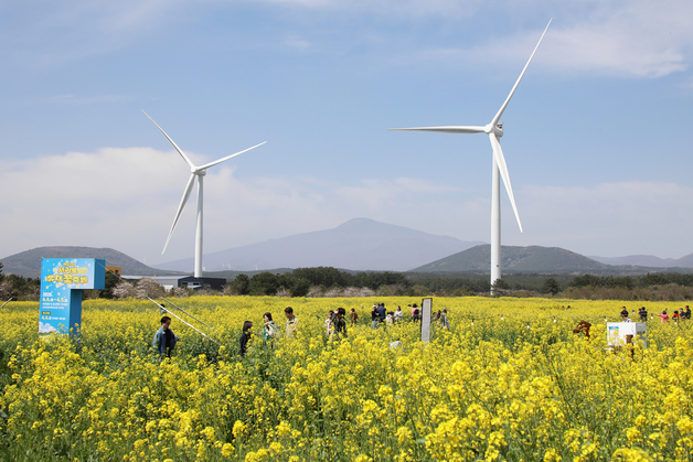 한라산 앞 유채꽃 광장