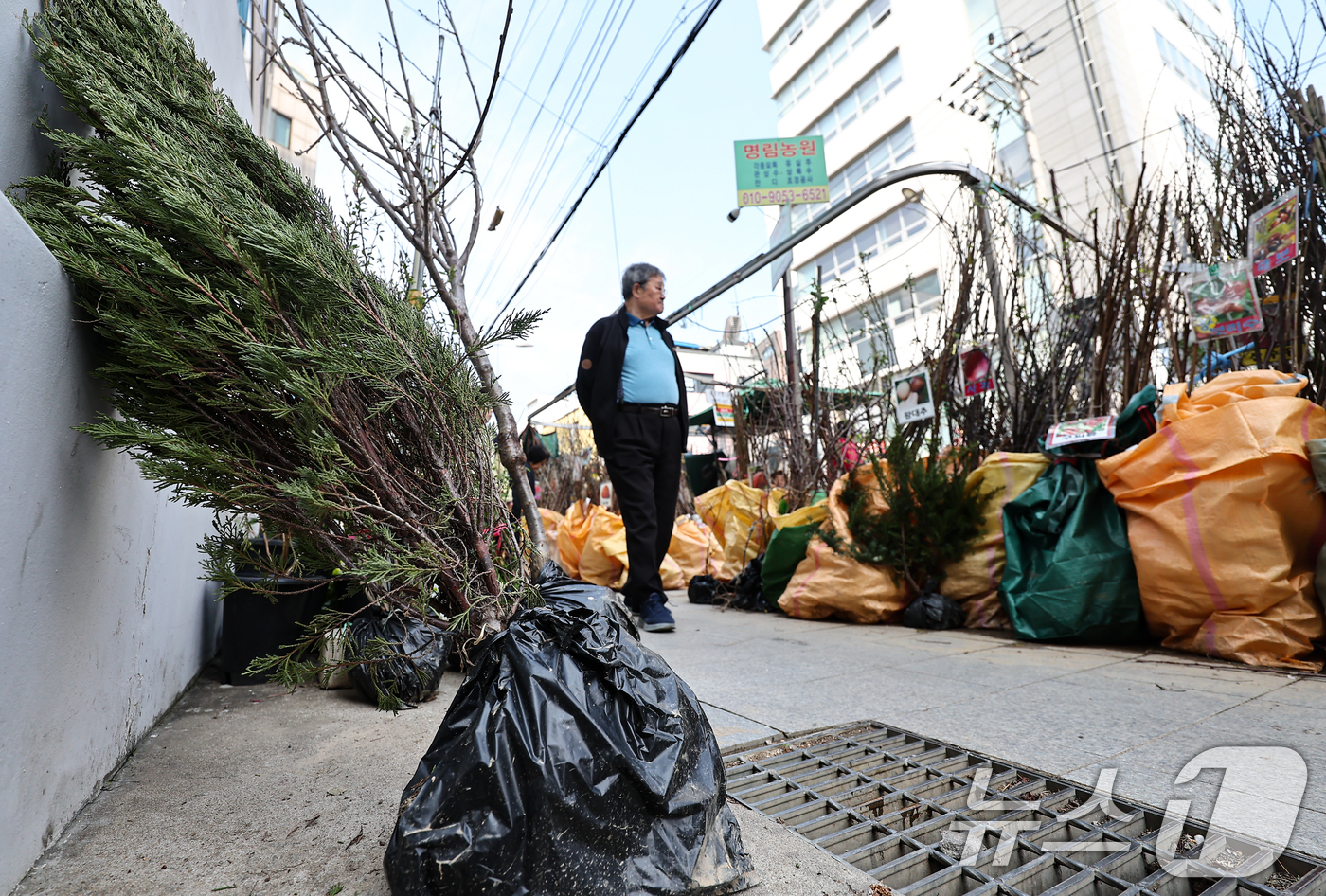(서울=뉴스1) 김도우 기자 = 식목일인 5일 서울 종로꽃시장을 찾은 시민들이 묘목을 살펴보고 있다. 2026.4.5/뉴스1
